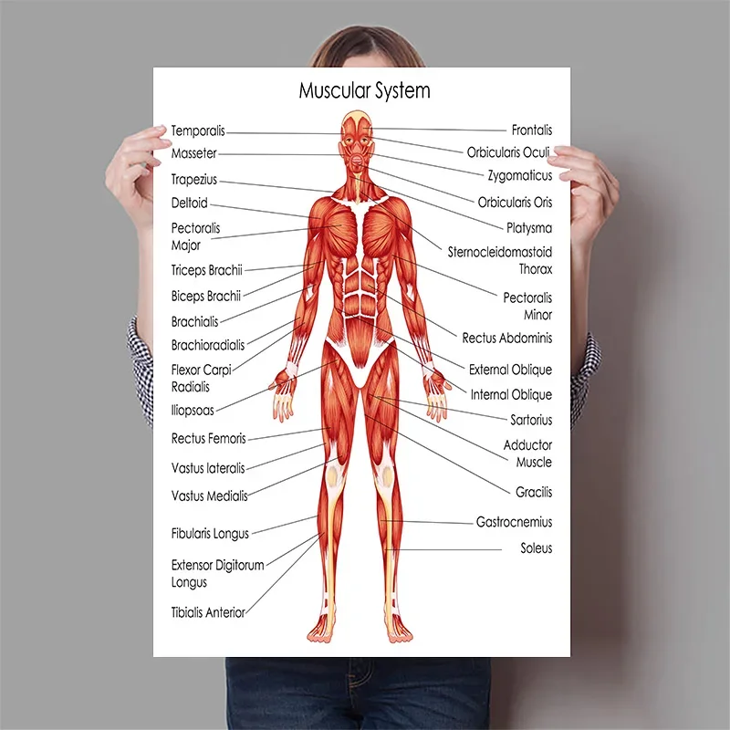 Органи человека, мозг, печень, – обзор и цена Badminton Poster