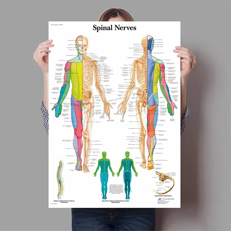 Органи человека, мозг, печень, – обзор и цена Badminton Poster